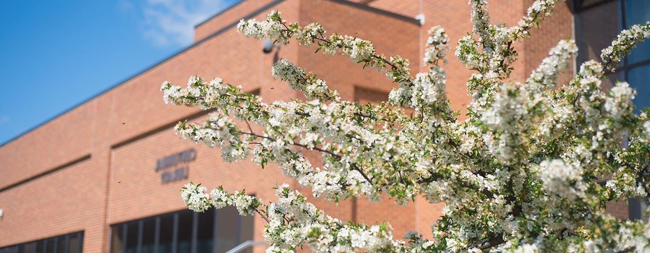 tree in bloom outside library